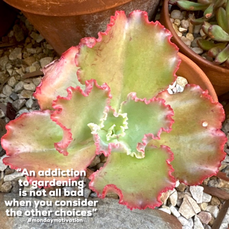 plant image 1666253 plant image 1666253