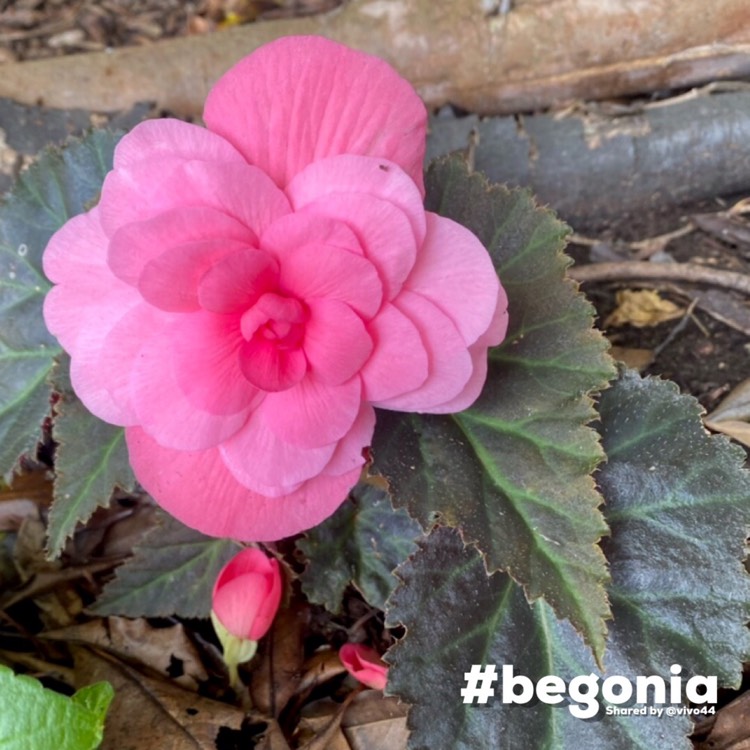 Plant image Begonia 'Nonstop Pink' (Nonstop Series)