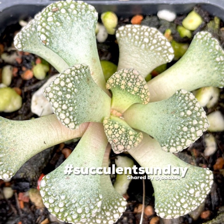 Plant image Titanopsis Calcarea (Living Jewel)