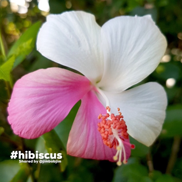 plant image 1671318 plant image 1671318