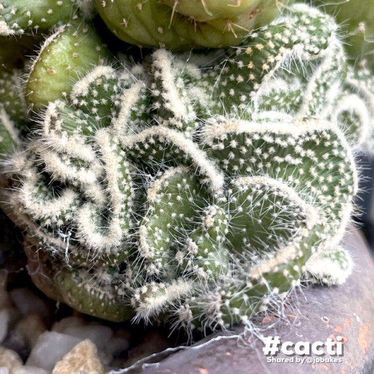 plant image 1676408