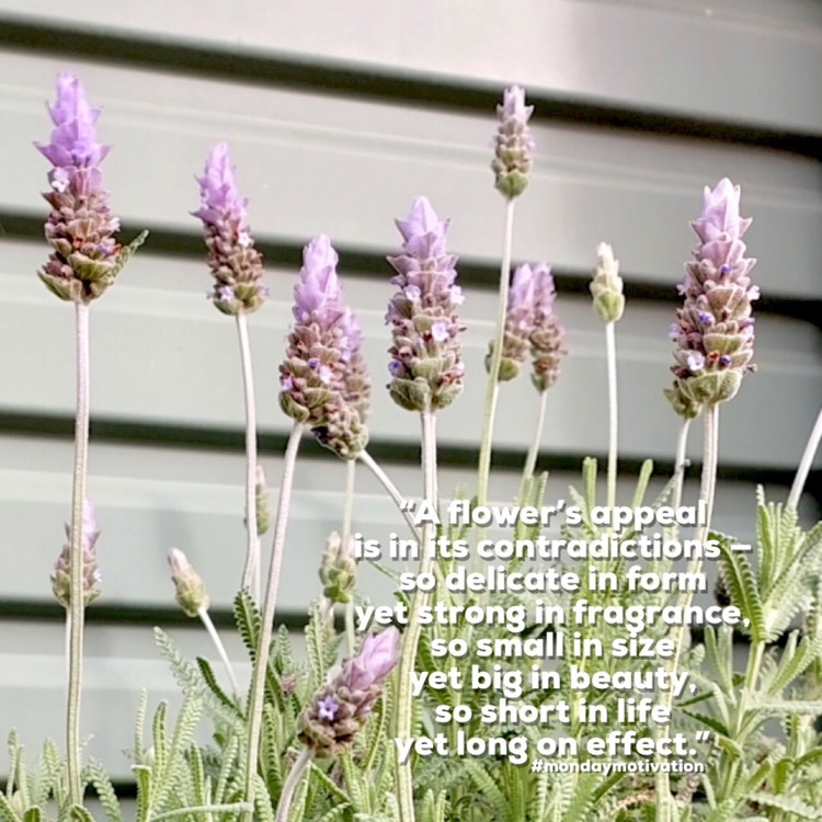 plant image 1678823 plant image 1678823