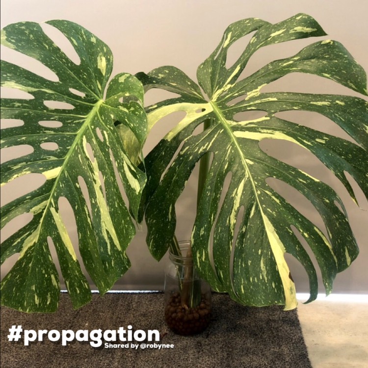 plant image 1679287