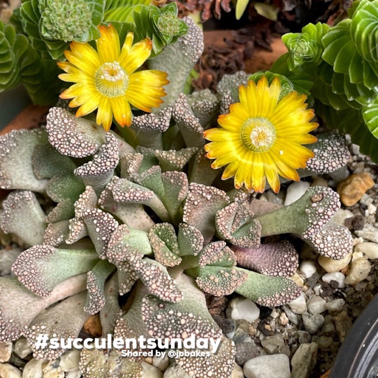 plant image 1680997