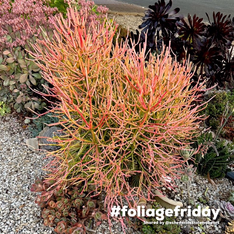 Plant image Euphorbia tirucalli 'Rosea'