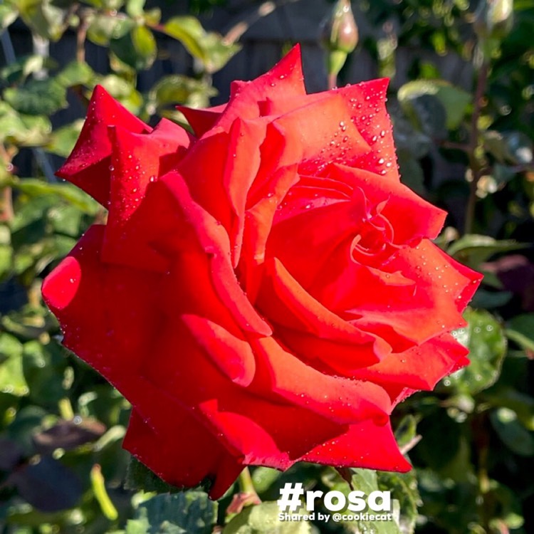 plant image 1683184