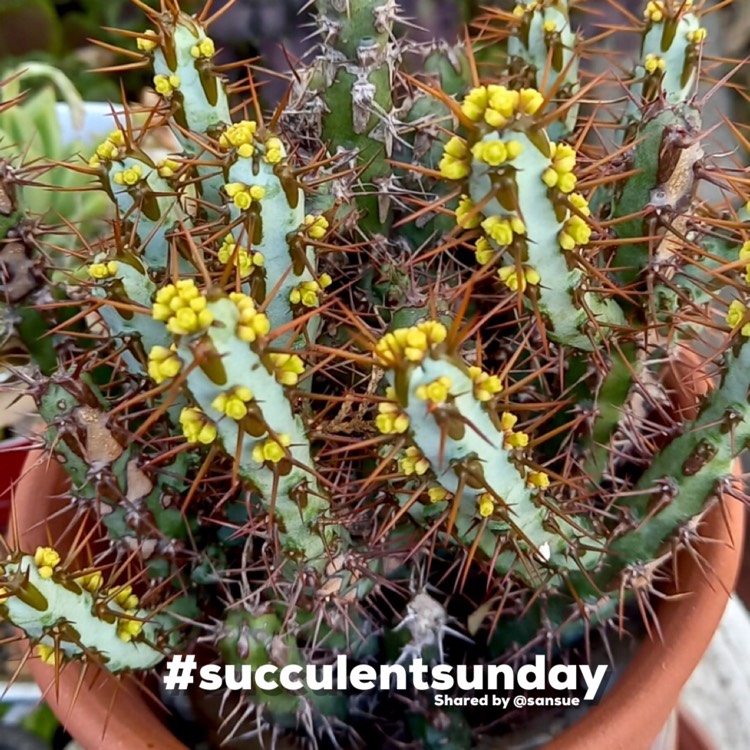 Plant image Euphorbia aeruginosa