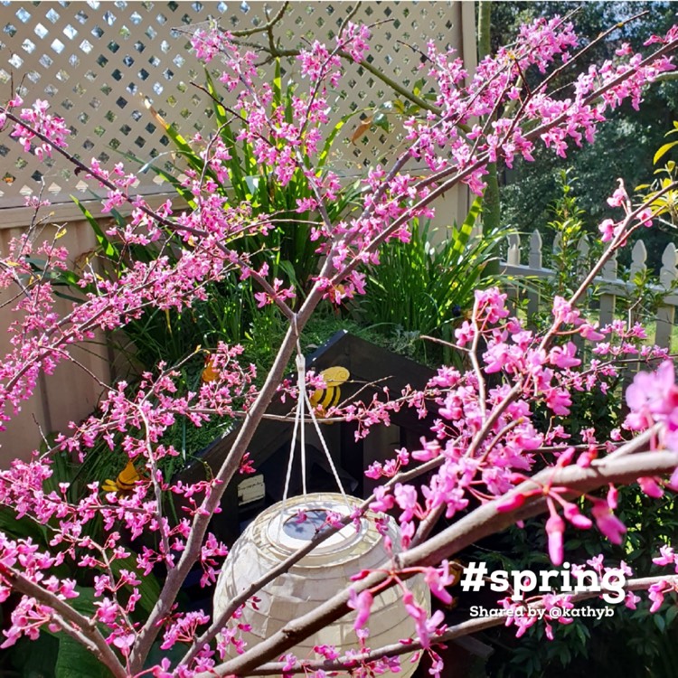 Plant image Cercis canadensis 'Hearts of Gold'