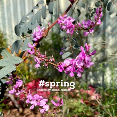 Indigofera australis