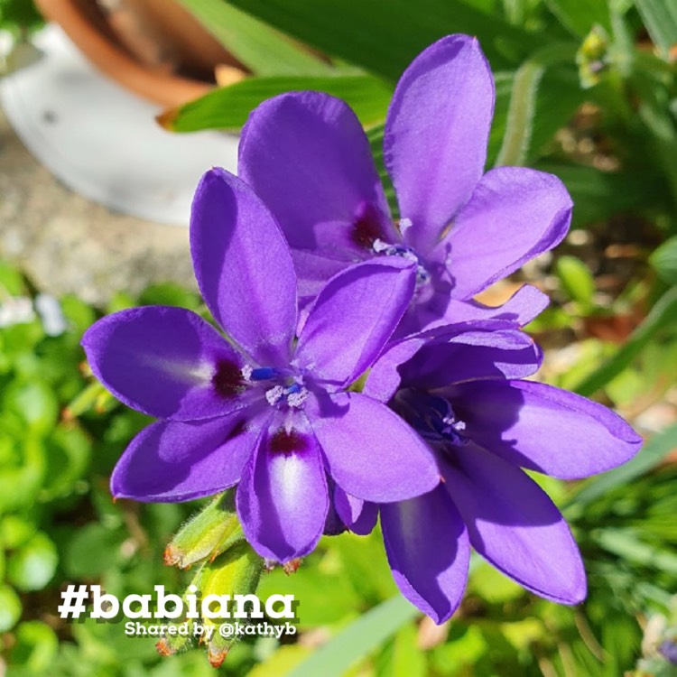 Plant image Babiana