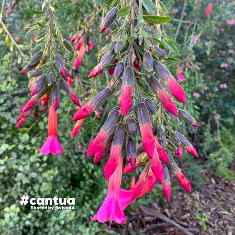 Plant image Cantua buxifolia