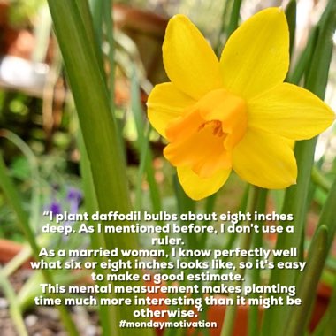 Narcissus