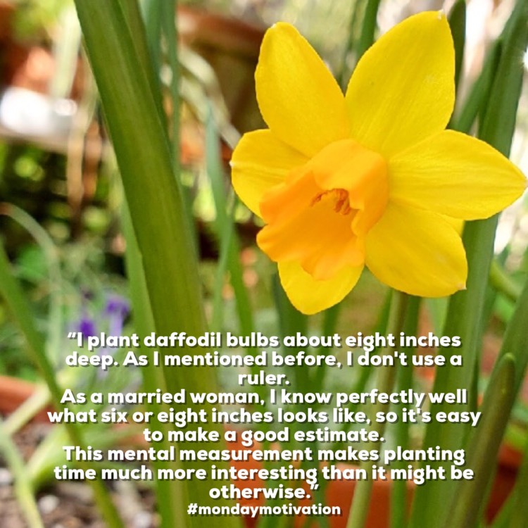 plant image 1689858
