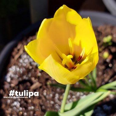 Tulipa orphanidea 'Flava'