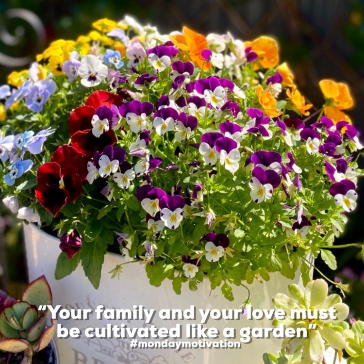 plant image 1691837 plant image 1691837