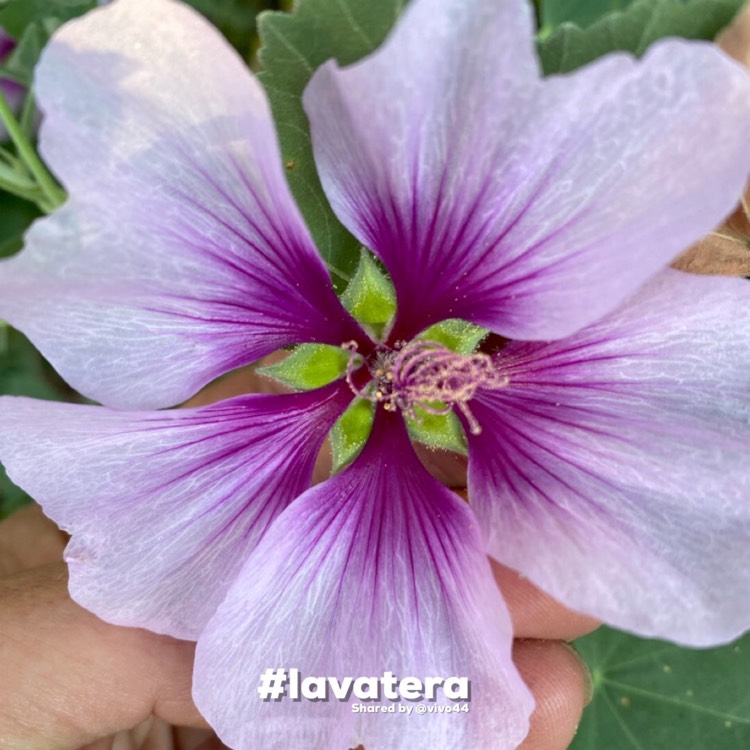 Plant image Lavatera 'Maritima' (bicolour)