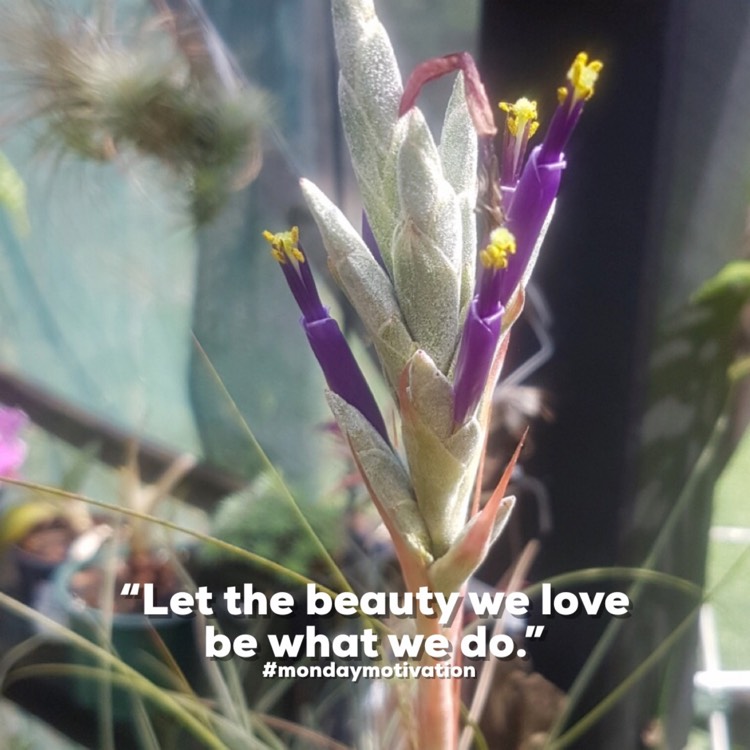 Plant image Tillandsia juncea