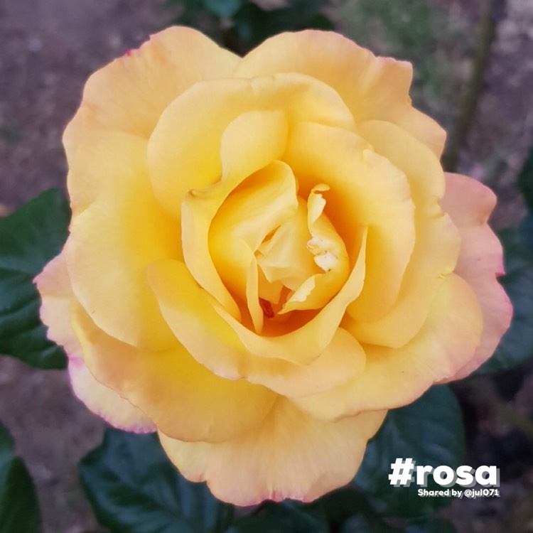 plant image 1693447