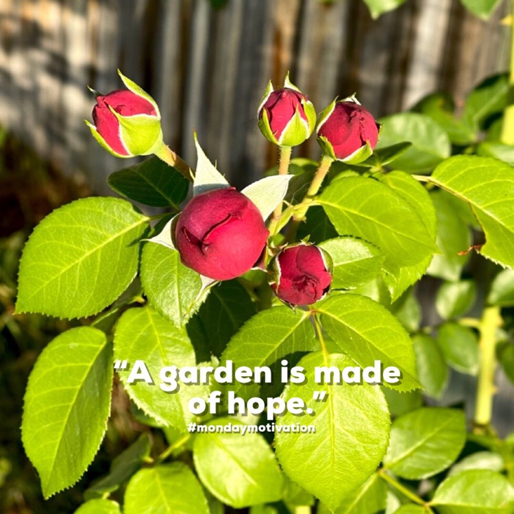 plant image 1693599