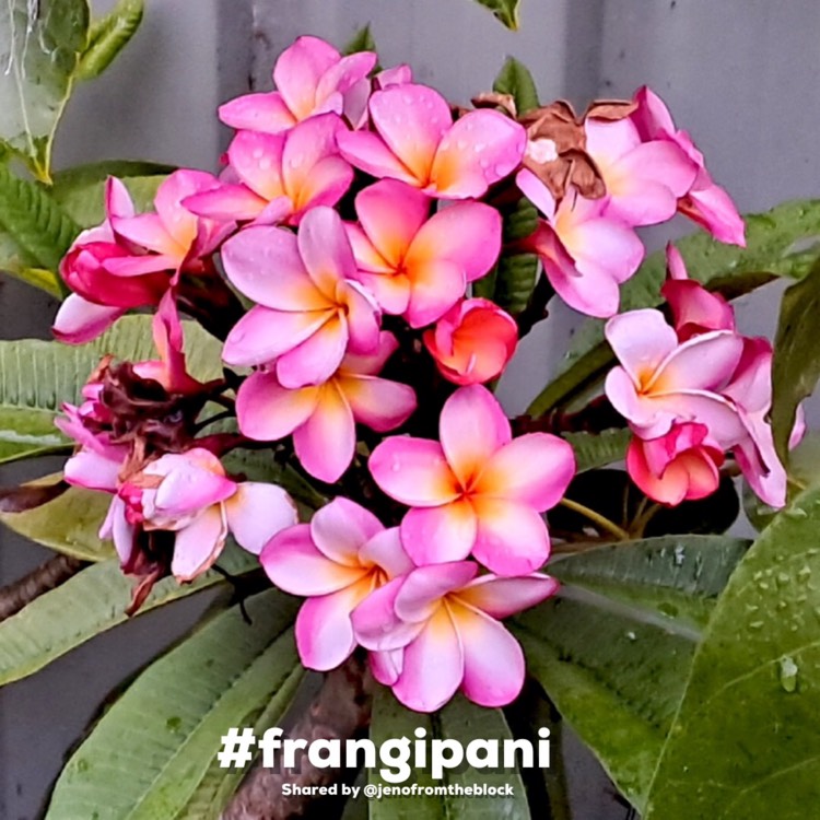 plant image 1694316 plant image 1694316