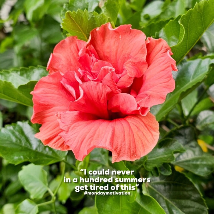 plant image 1695467 plant image 1695467