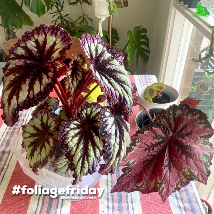 Plant image Begonia (Rex Cultorum Group) 'Fireworks' syn. Begonia rex 'Fireworks'