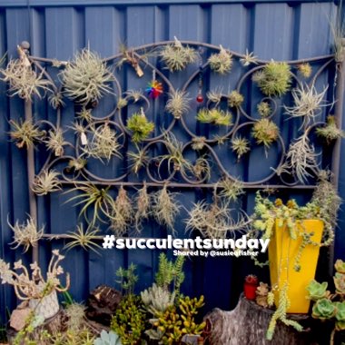 Tillandsia
