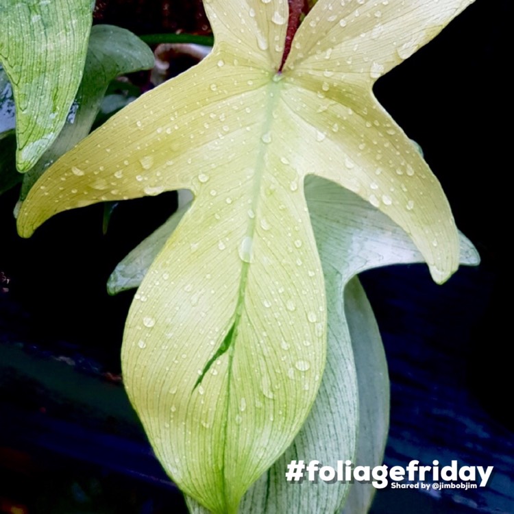 Plant image Philodendron 'Florida Ghost'