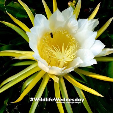 Hylocereus undatus