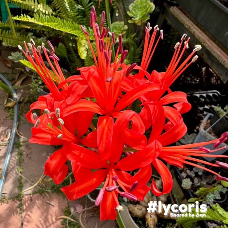 Plant image Lycoris radiata