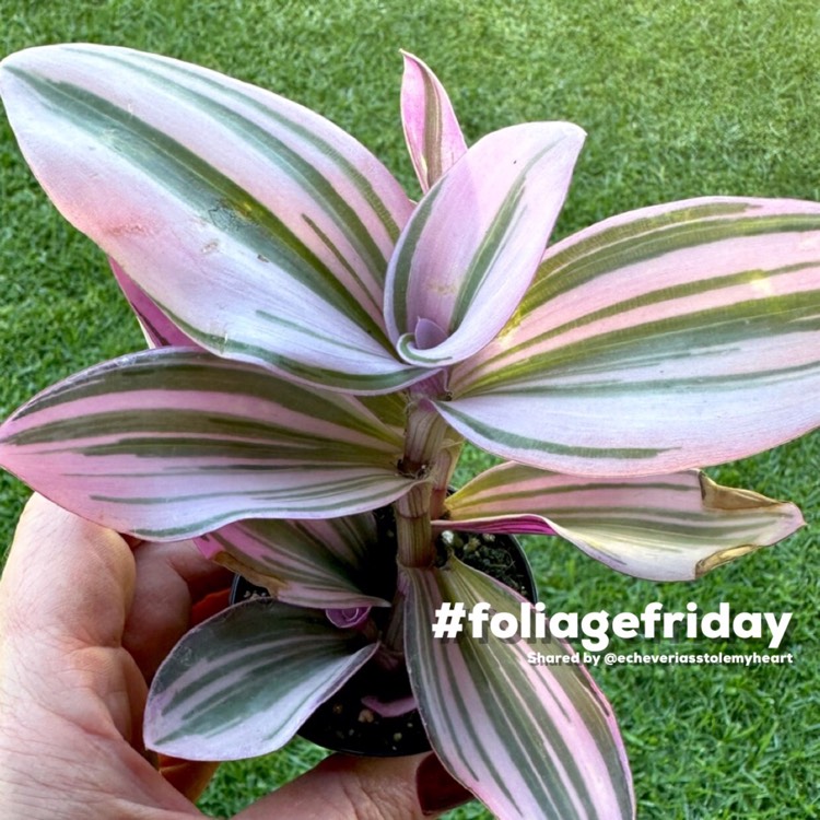 Plant image Tradescantia albiflora 'Nanouk'