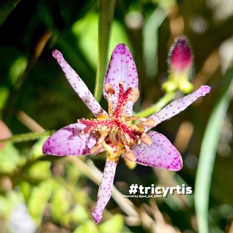 Plant image Tricyrtis formosana