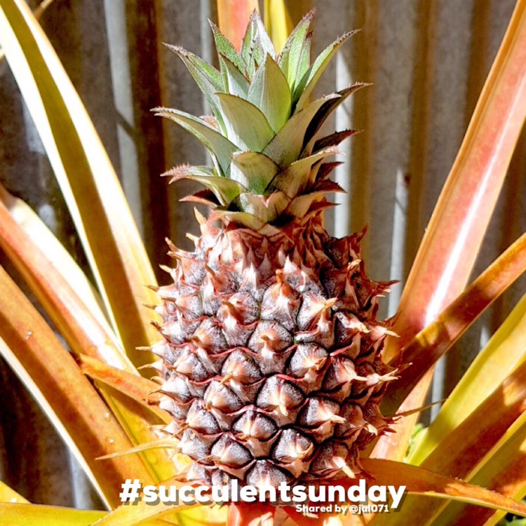 plant image 1704417