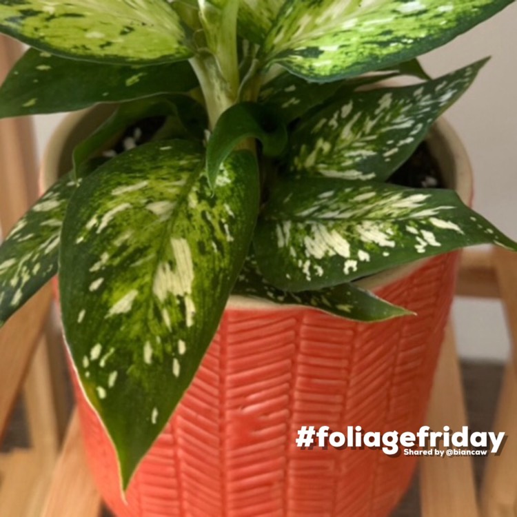 Plant image Aglaonema 'Pictum