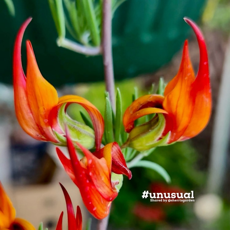 Plant image Lotus Maculatus 'Red Flash'