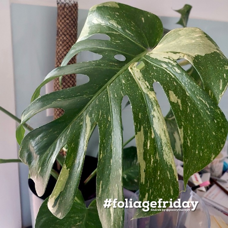 Plant image Monstera deliciosa 'Thai Constellation'
