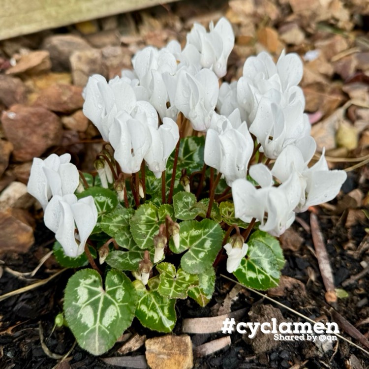 plant image 1717829 plant image 1717829