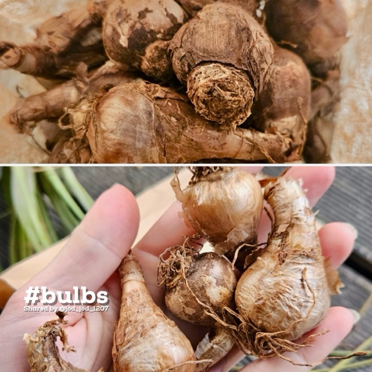 Plant image Leucojum