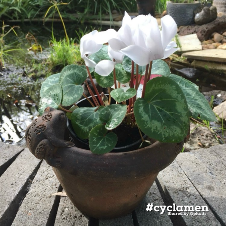 plant image 1719273 plant image 1719273
