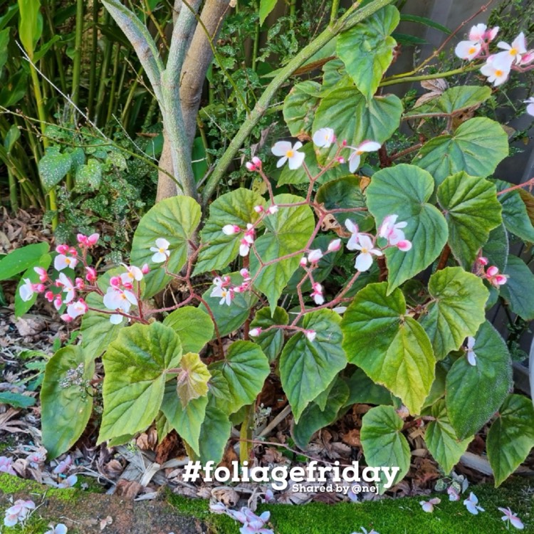 Plant image Begonia Scharfii
