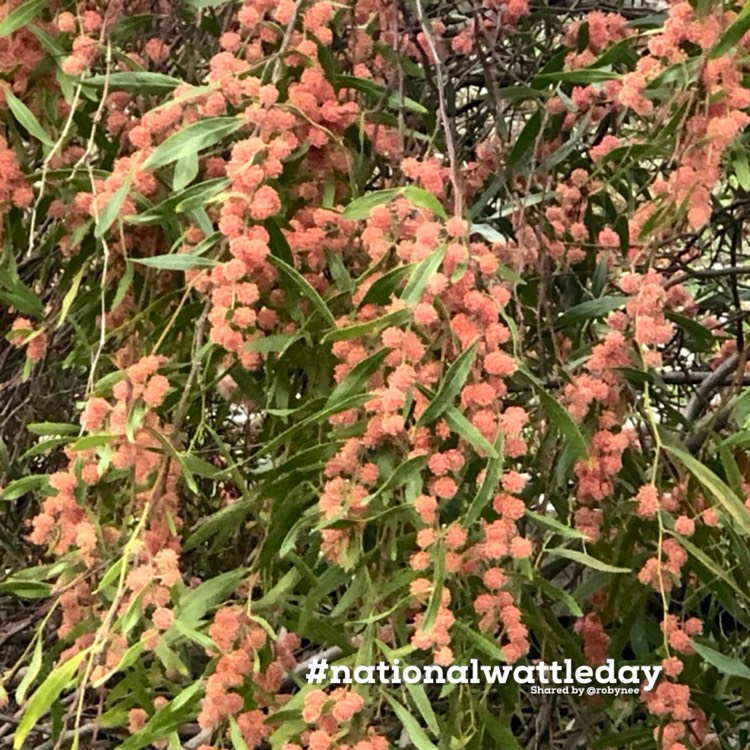 plant image 1723910