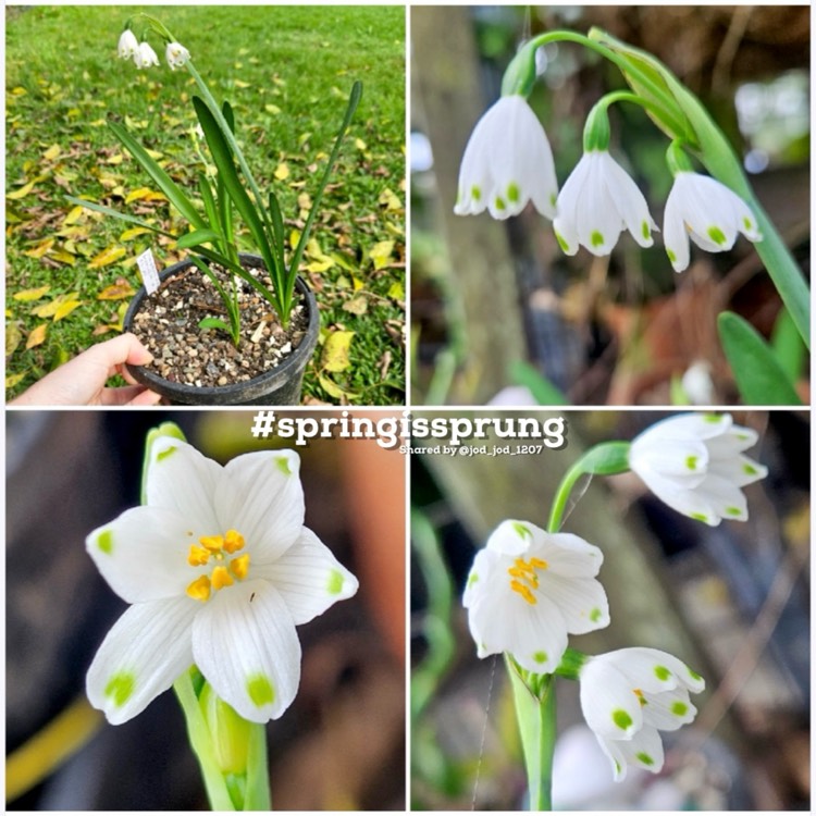plant image 1724044