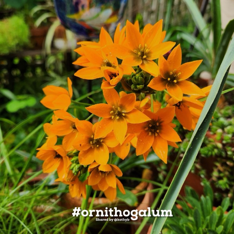 Plant image Ornithogalum dubium