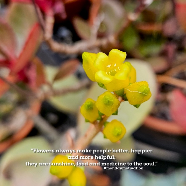 Plant image Kalanchoe orgyalis