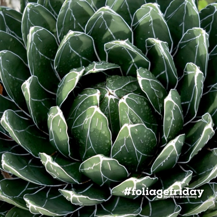 Plant image Agave 'victoriae-reginae'