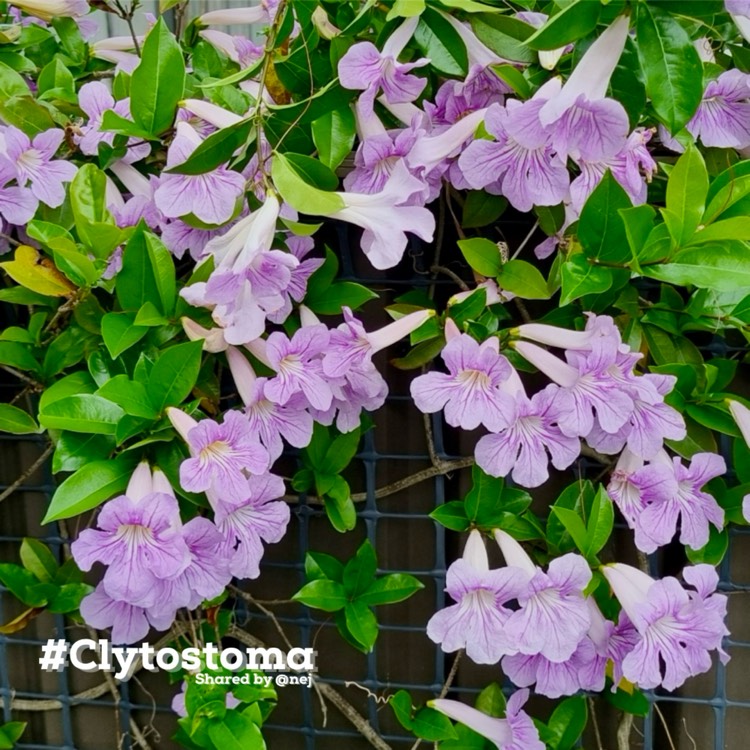 Plant image Clytostoma callistegioides syn. Bignonia lindleyana
