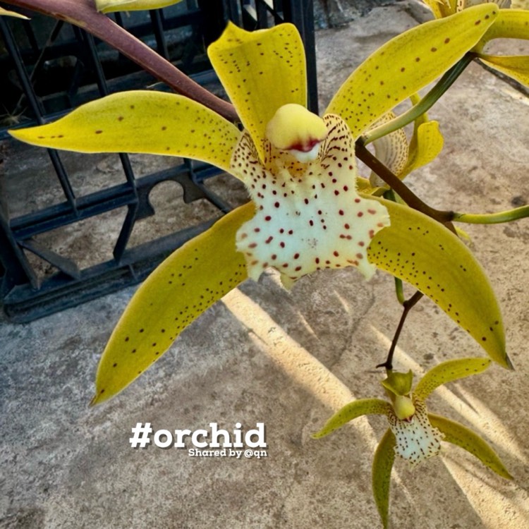 Plant image Cymbidium Rosefieldense