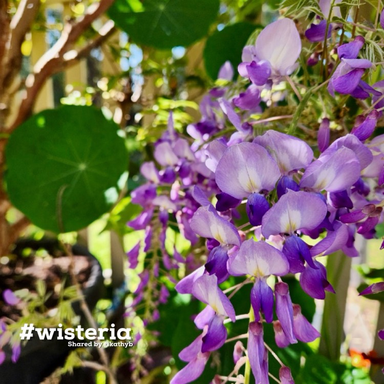 plant image 1725954