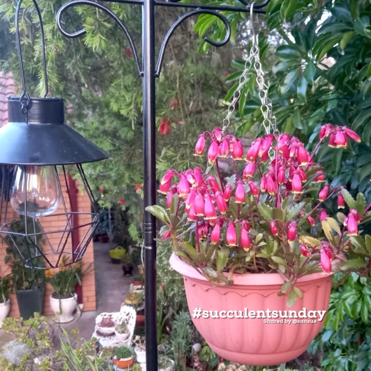 Plant image Kalanchoe manginii 'Wendy'