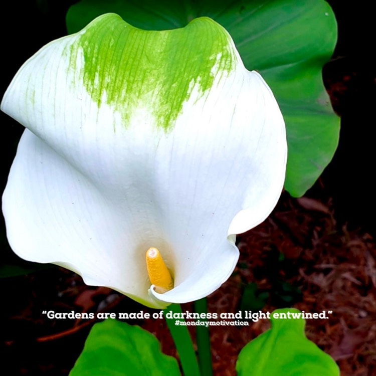 Plant image Zantedeschia aethiopica 'Green Goddess'